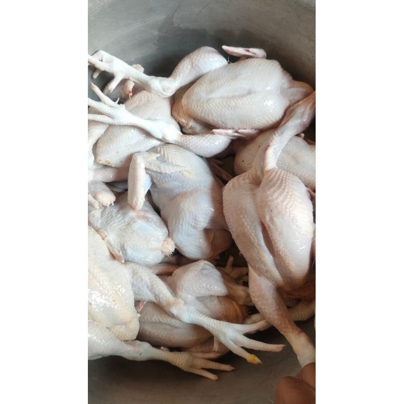

Ayam Potong Fresh 100 kg