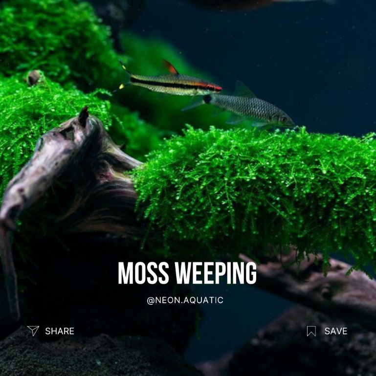 Moss Weeping Tropica - Aquascape - Terrarium - Paludarium - vivarium - tanaman aquascape - Neon Aqua