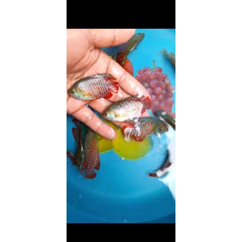 paket sepat ralis isi 15e / ikan hias / hiasan aquarium