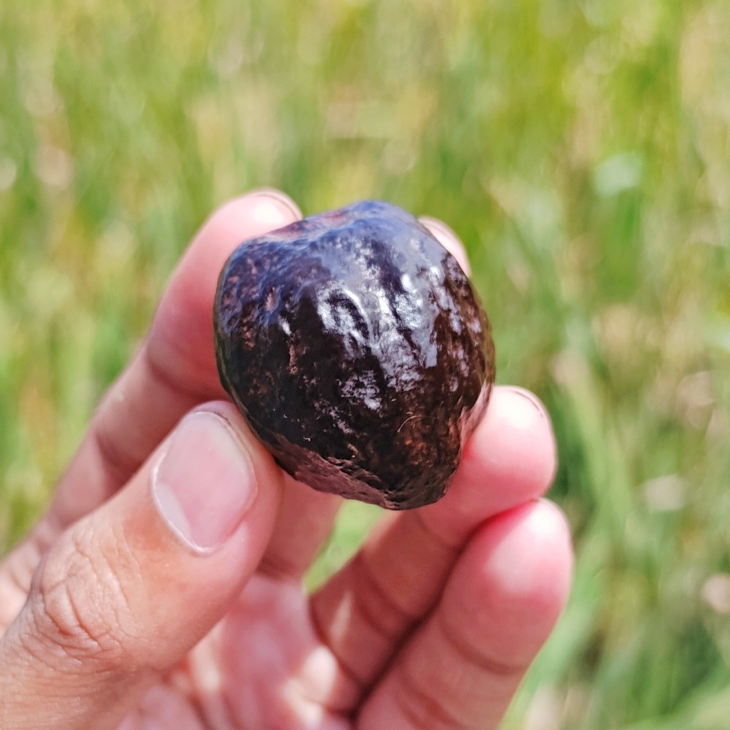 Muncang Adu Jayanti super tebal sudah di proses ori garut