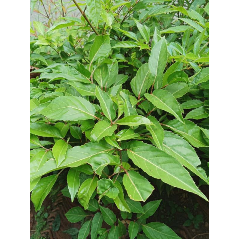

daun ima herbal alami fresh langka 500 gram