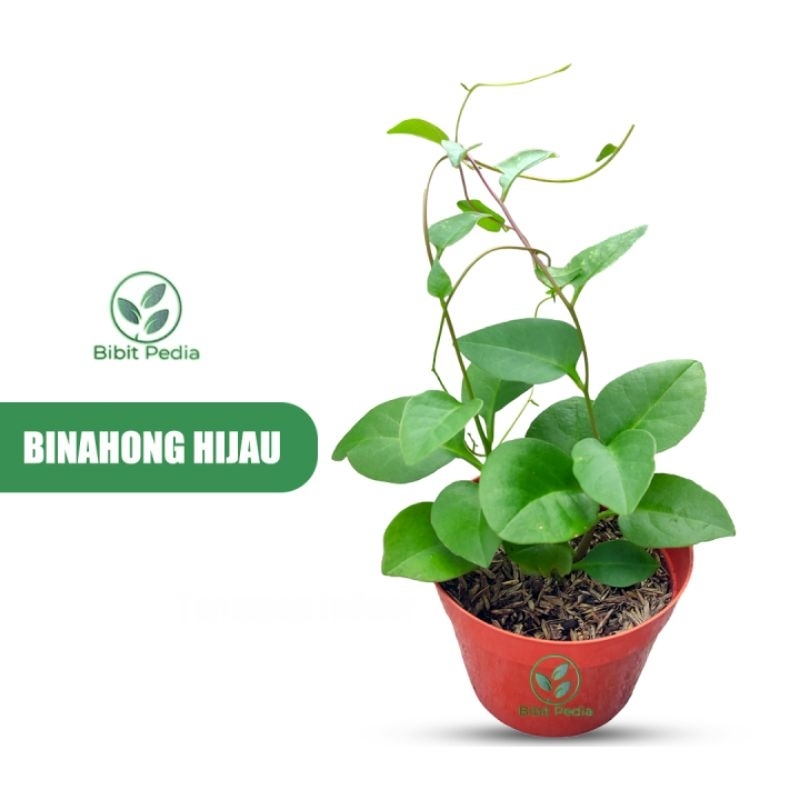 Tanaman Herbal Binahong Hijau-Pohon Binahong Hijau