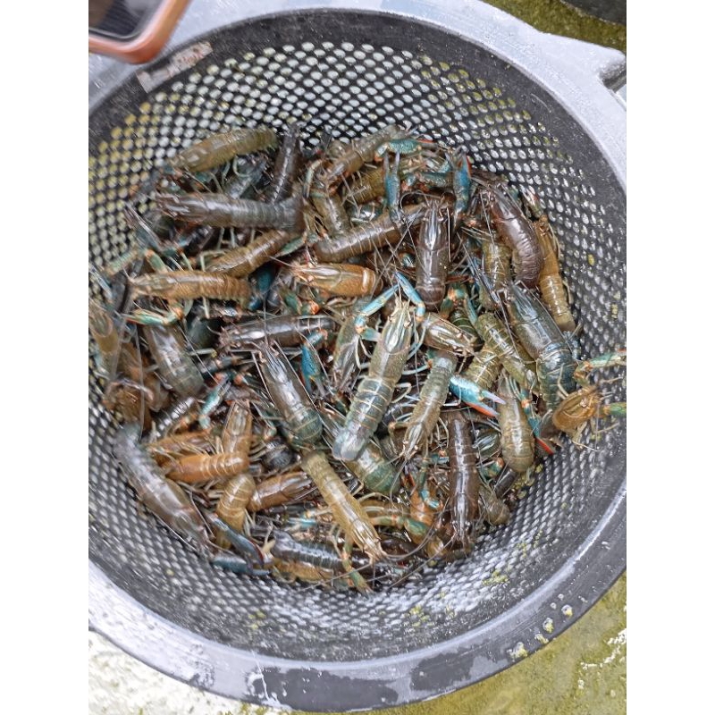 

Induk lobster air tawar size 5 inchi