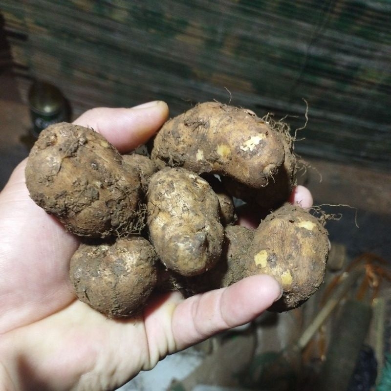 

KENTANG HITAM,KENTANG IRENG BULU/JEMBUT KLECI ukuran super besar2 alami 1kg