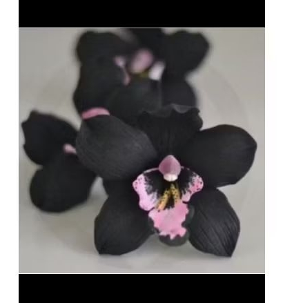 anggrek dendrobium black Papua - anggrek dendrobium dewasa
