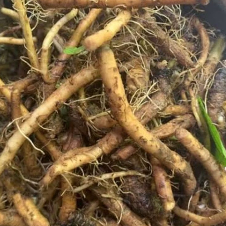 

Akar daun tempuyung segar 500 gram