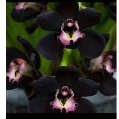 Tanaman hias anggrek dendrobium hitam papua-anggrek dendro siap bunga