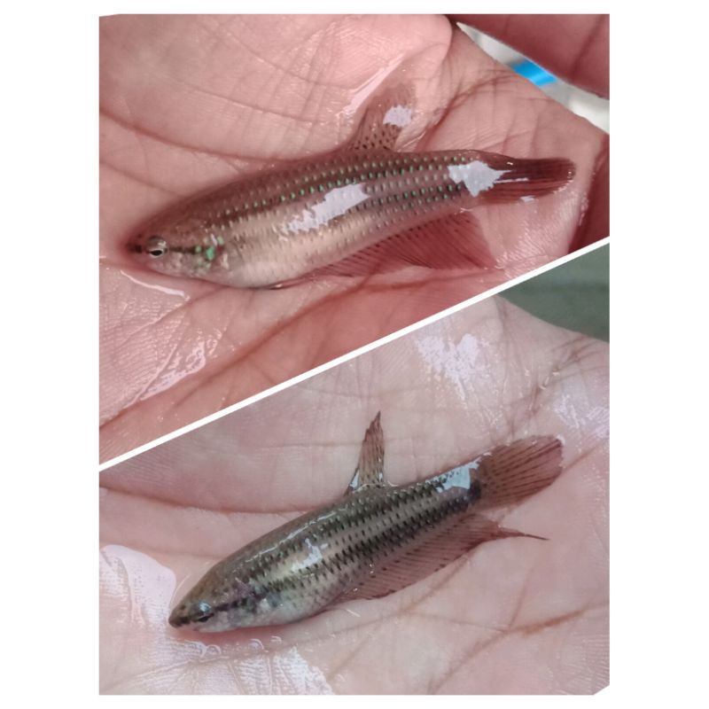 betina cupang alam wildbetta smaragdina coper / green