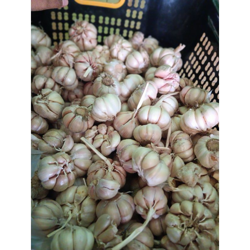 

BAWANG PUTIH BERKULITAS