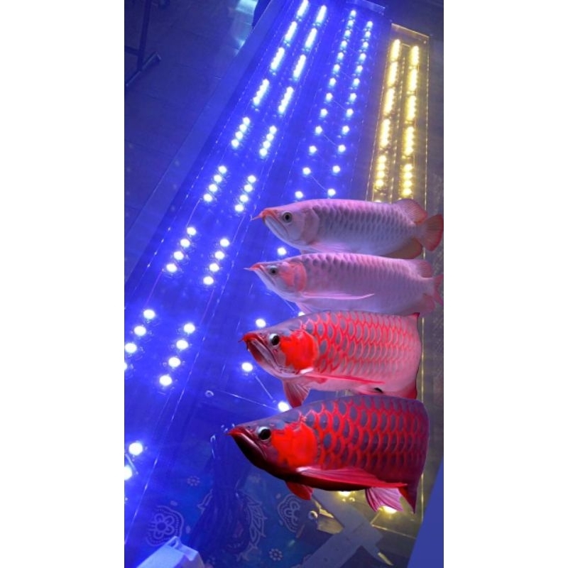 Lampu tanning HPL (3WATT/LED)  25000kelvin-30000kelvin 36 LED 100cm