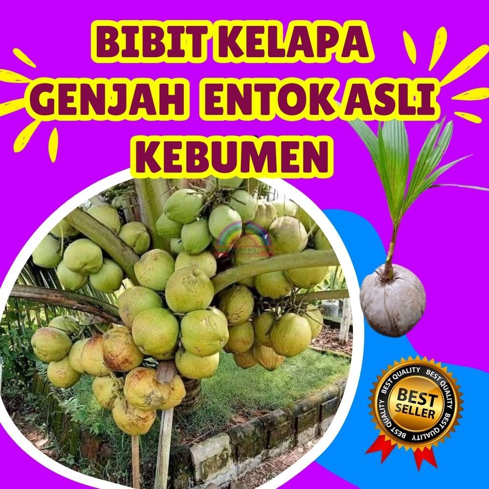 LANGSUNG PETANI.. Pohon Kelapa Hijau, Pohon Kelapa Hibrida Hijau Jumbo