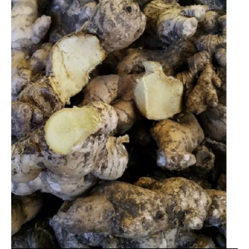 

Lempuyang Gajah segar super 500g