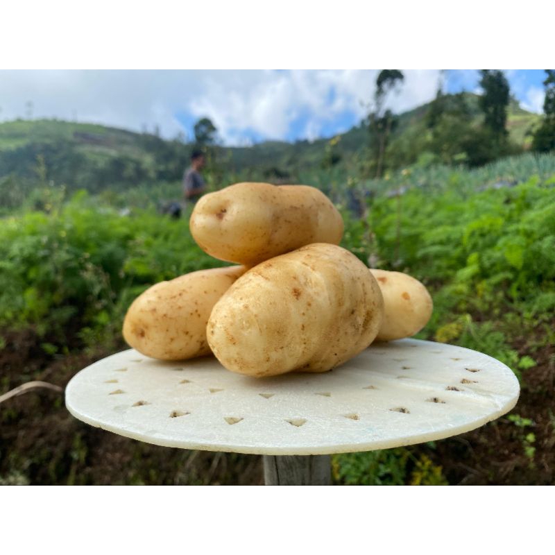 

Kentang Dieng 1kg | MINI isi 41 - 100) | Kentang Dieng - Tani Syukur 165