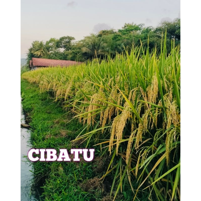 CIBATU 06