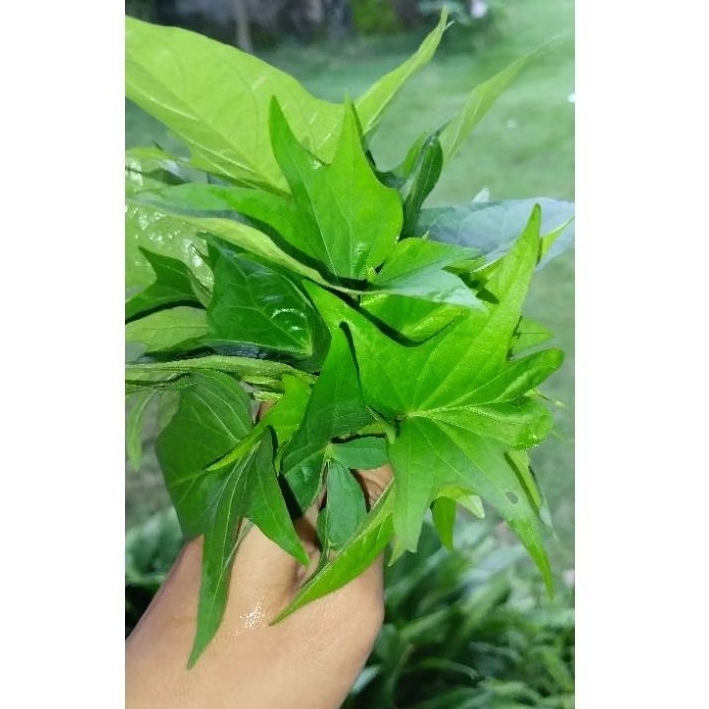 

daun ubi jalar 500gr,di petik saat ada pesanan.