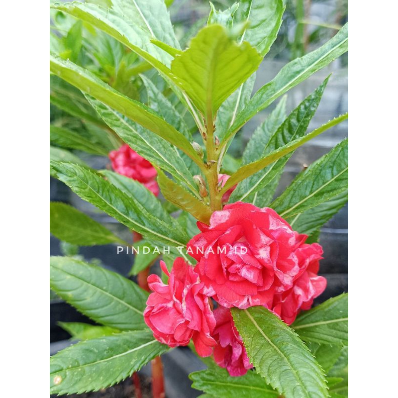 Benih Bunga Pacar Air - Merah Tumpuk