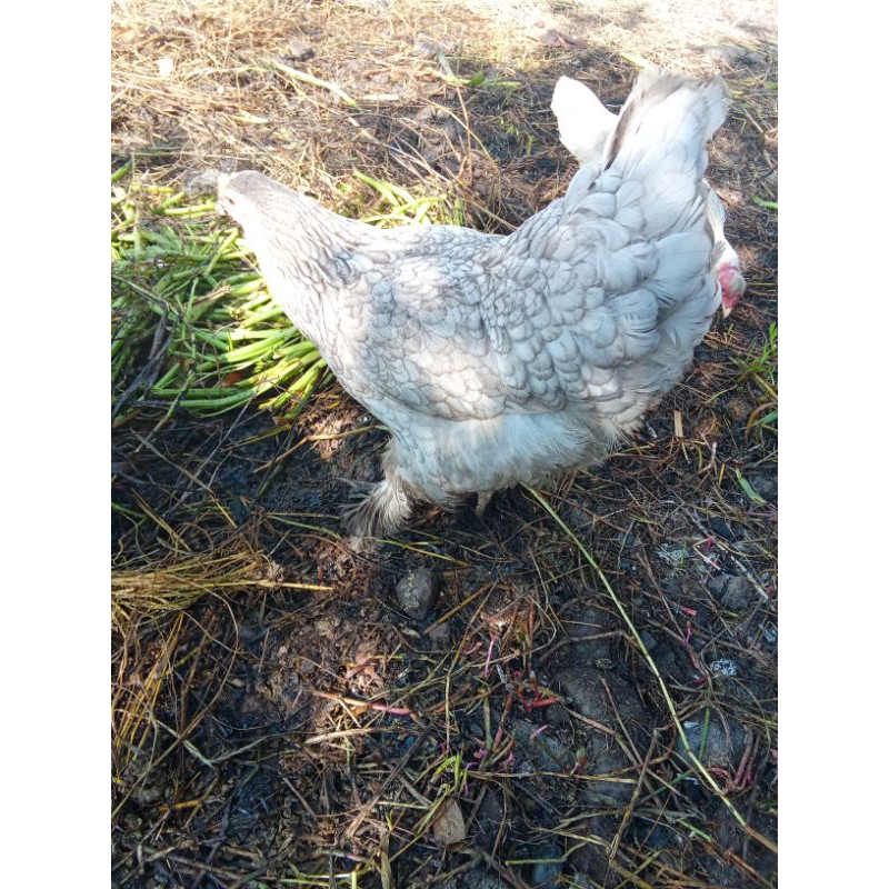 Ayam Brahma Blue Indukan Biang