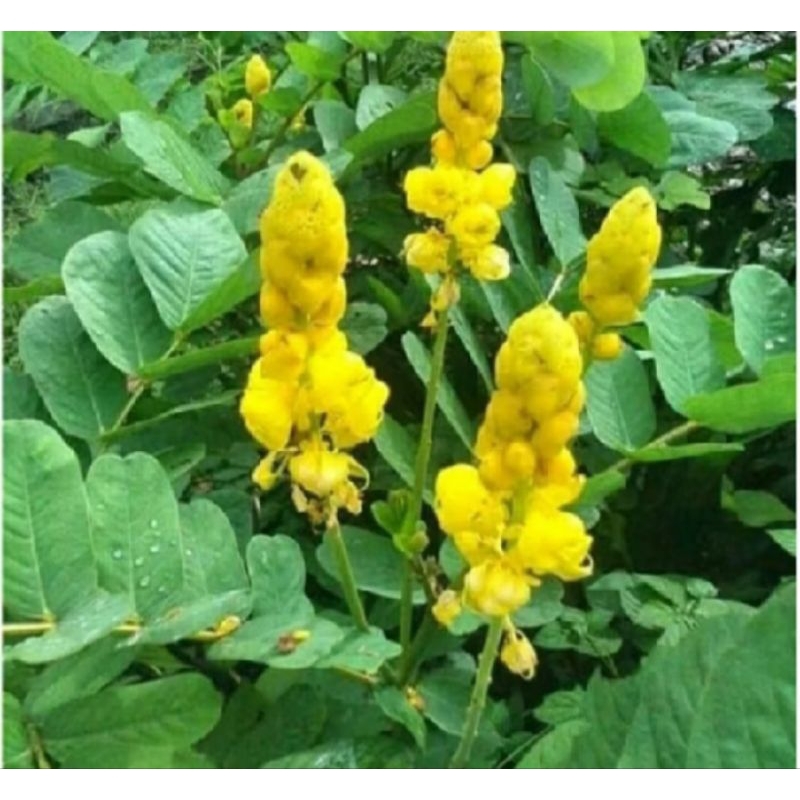 

daunketepeng100lembar