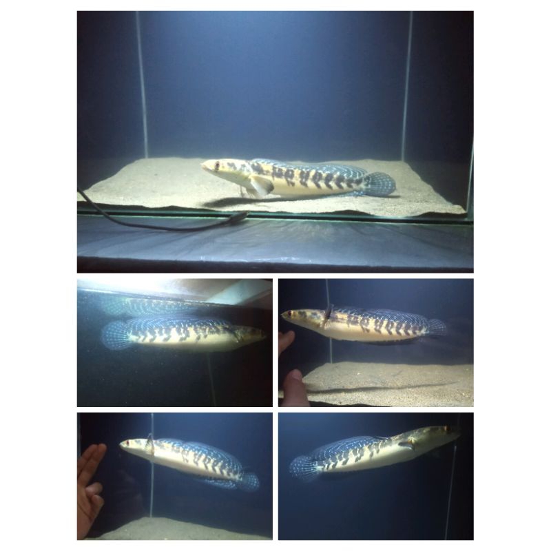 Maru YS Batik Juve Spek Kontes 20cm