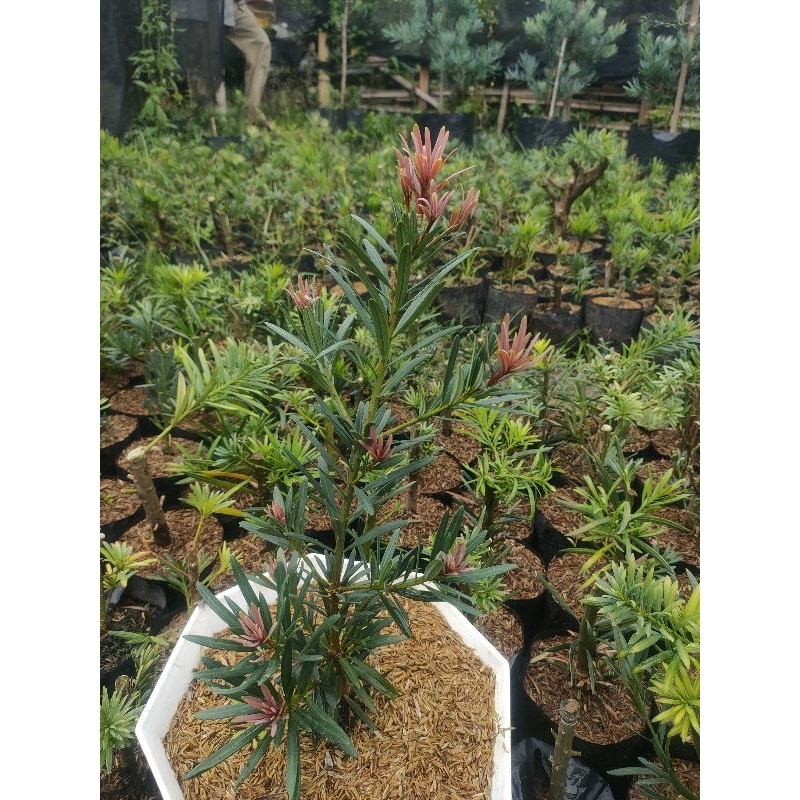 Lohansung Pucuk Merah