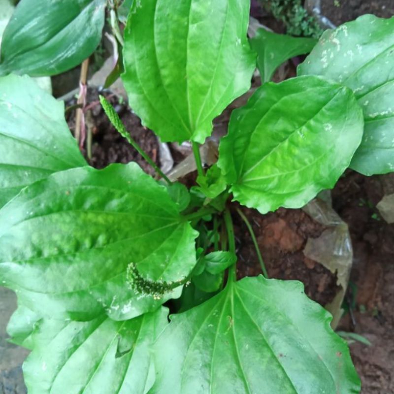 

Paket hemat 250 gram Daun ki urat kji urat segar petik langsung