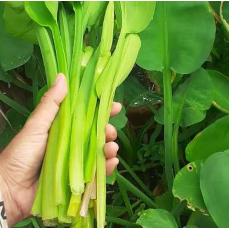 

genjer mereka kembali 150 g