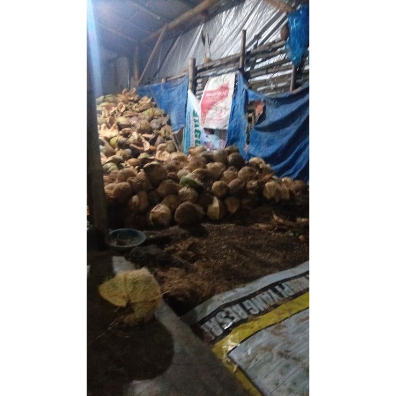 

kelapa