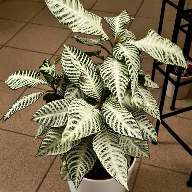 Tanaman Indor Avelandra (Daun Bergelombang) Tanaman Aphelandra / Zebra Plant / Aphelandra Squarrosa 