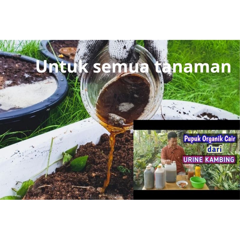 ORGANIK URINE KAMBING MURAH KUALITAS SUPER 1 LITER