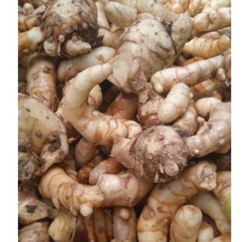 

Kunyit putih/temu putih segar obat herbal tradisional|obat kanker Curcuma ZEDOARIA netto 500 gram