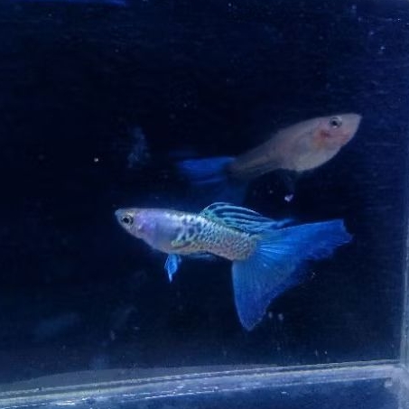 aksesoris Guppy mssbt