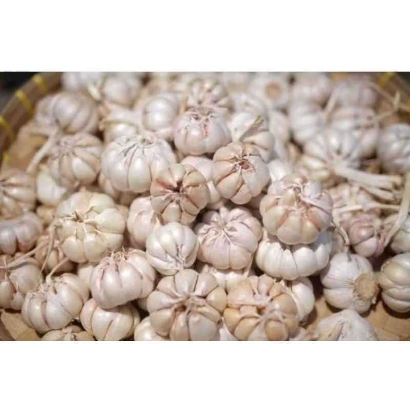 

BAWANG PUTIH BERSIH