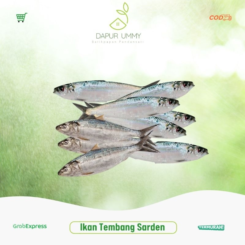 

IKAN FRESH • Ikan Tembang • Ikan Sarden • Dencis