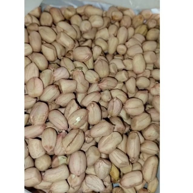 

kacang tanah lokal