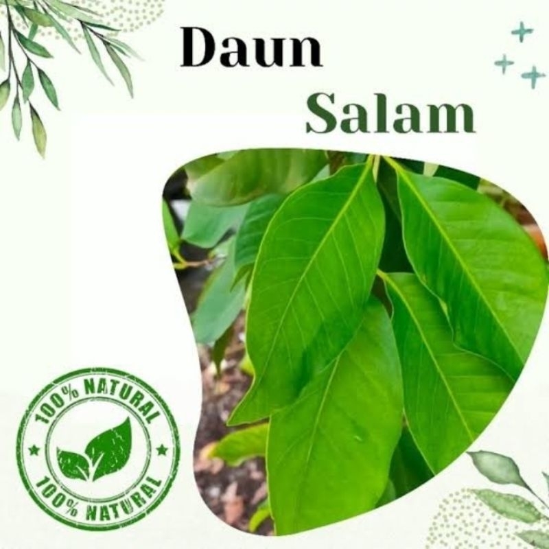 

Daun Salam Segar Kualitas Terbaik (Isi 50 Lembar Daun Salam)
