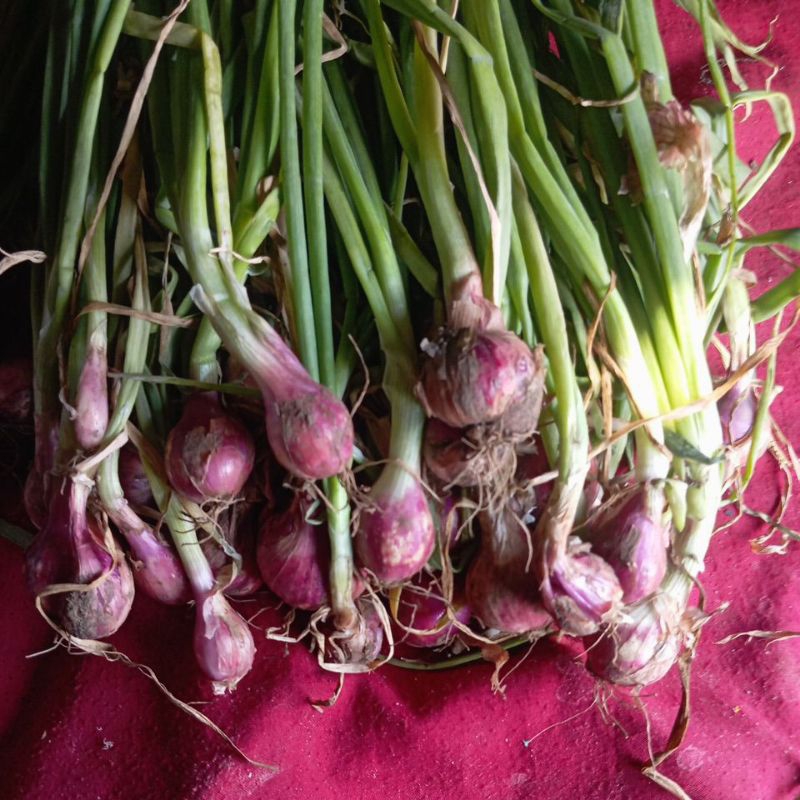 

bawang merah 1 kg