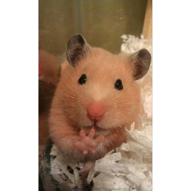 hamster syrian crem satin