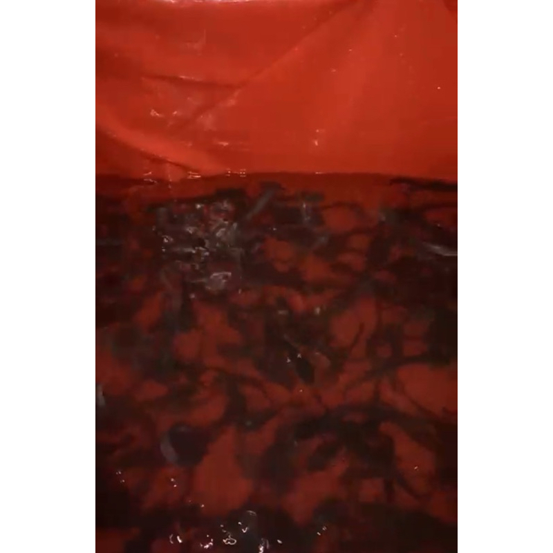 

lele segar 1kg (asli dari petani)