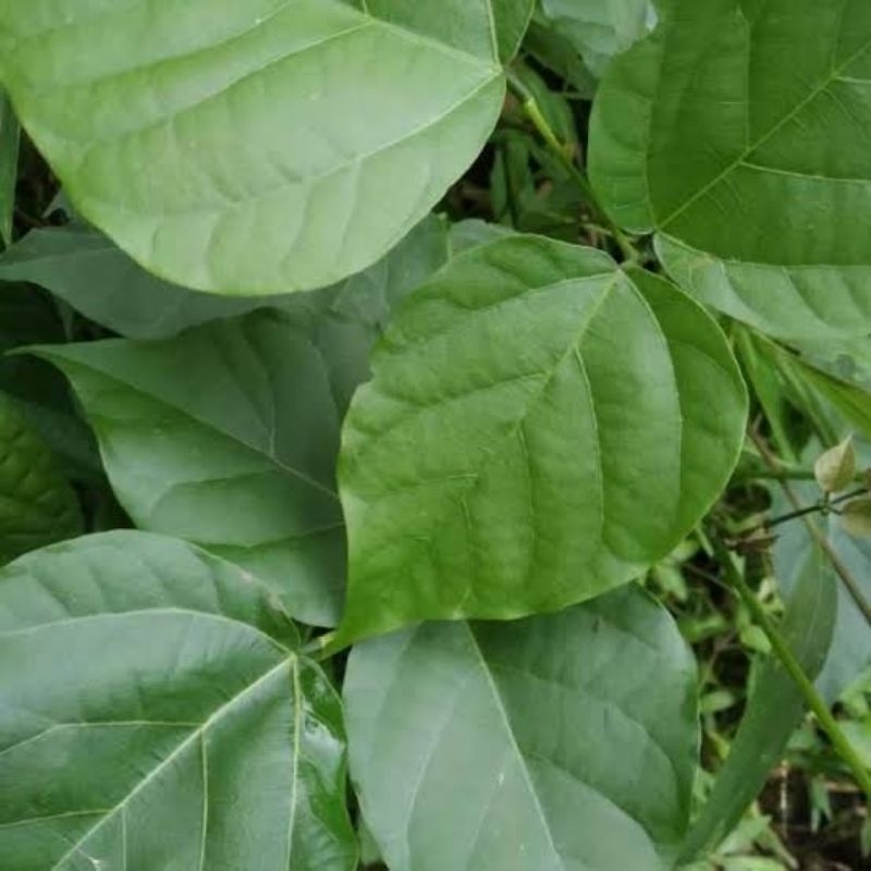 

DAUN DADAP 50 lembar