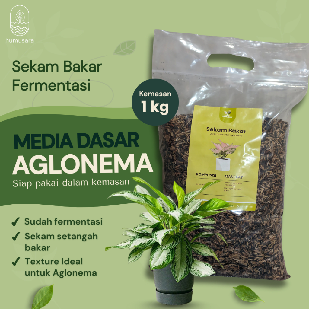 Media Aglonema - HUMUSARA Media Sekam Bakar Fermentasi Media Tanam Dasar Organik Untuk Aglonema