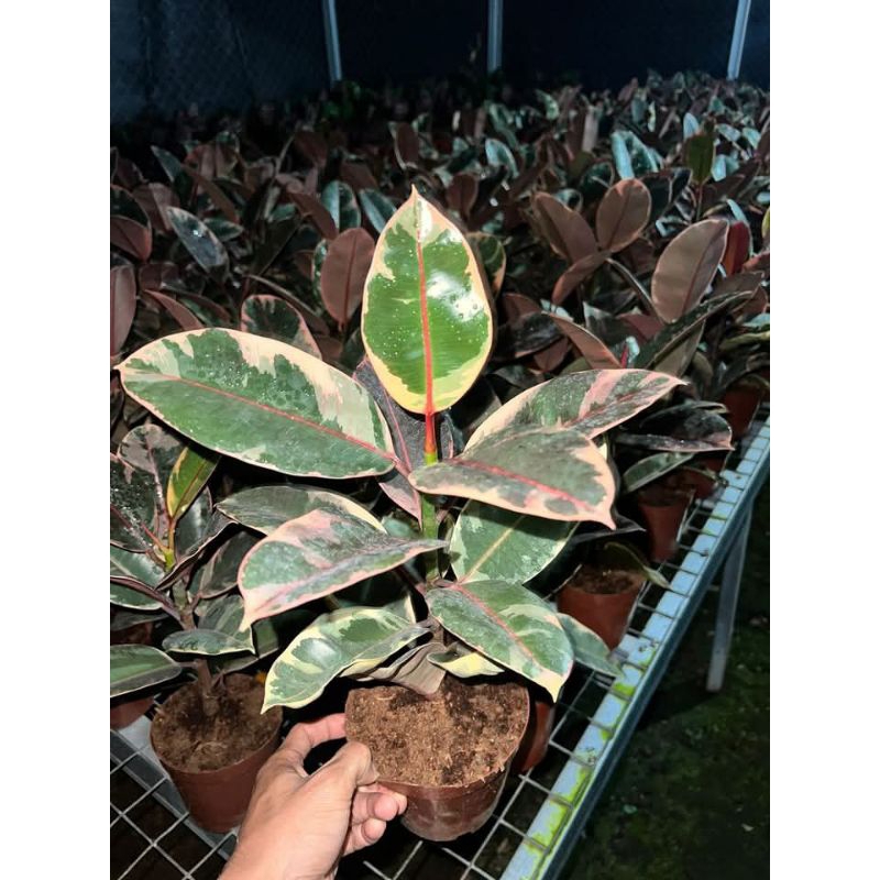 pohon karet kebo ruby - vicus elastica - karet kebo ruby - tanaman hias