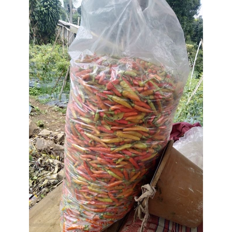 

Cabai merah domba|cengekdomba|sayuransegarlansungdarikebun|fresh|1.kg