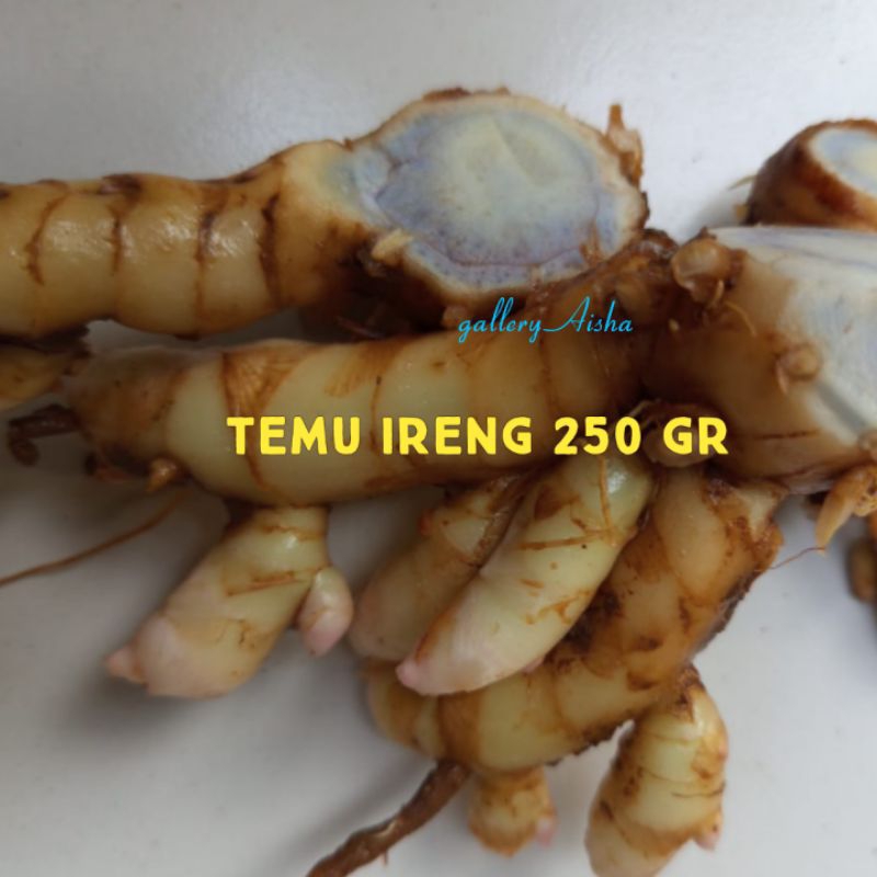 

Temu Ireng 250 gram, Temu Ireng atau kunyit hitam segar