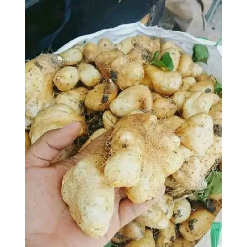 

Gembili Ketan 1kg Enak Dan Pulen Asli pati Harga Terjangkau