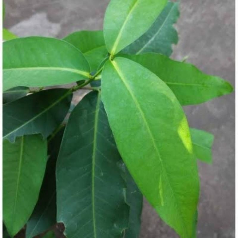 

MURAH!!! 500 GRAM DAUN JAMBU HERBAL