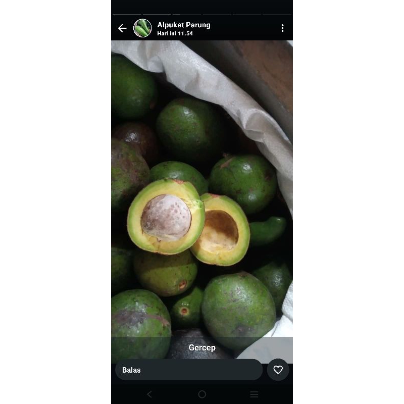 

alpukat mentega boyolali