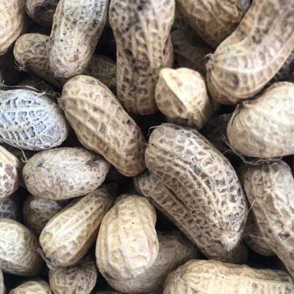 

Kacang kulit sangrai siap makan, kemasan 1 liter an