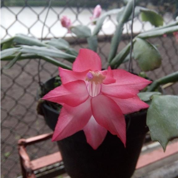 Red Christmas Cactus  | Wijaya Kusuma Kepiting Merah