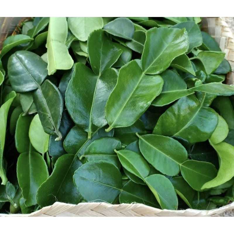 

DAUN JERUK PURUT FRESH PETIK DADAKAN SEGAR