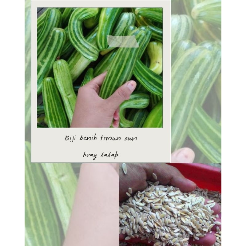 biji benih timun suri kray lalap isi (100 biji)